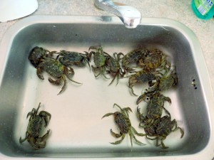 Hold øje med de levende krabber!
