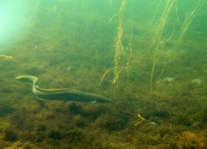 Der holder ål til omkring Svanemøllestranden.