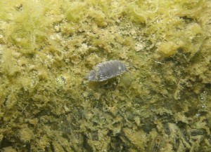 isopod i Furesøen