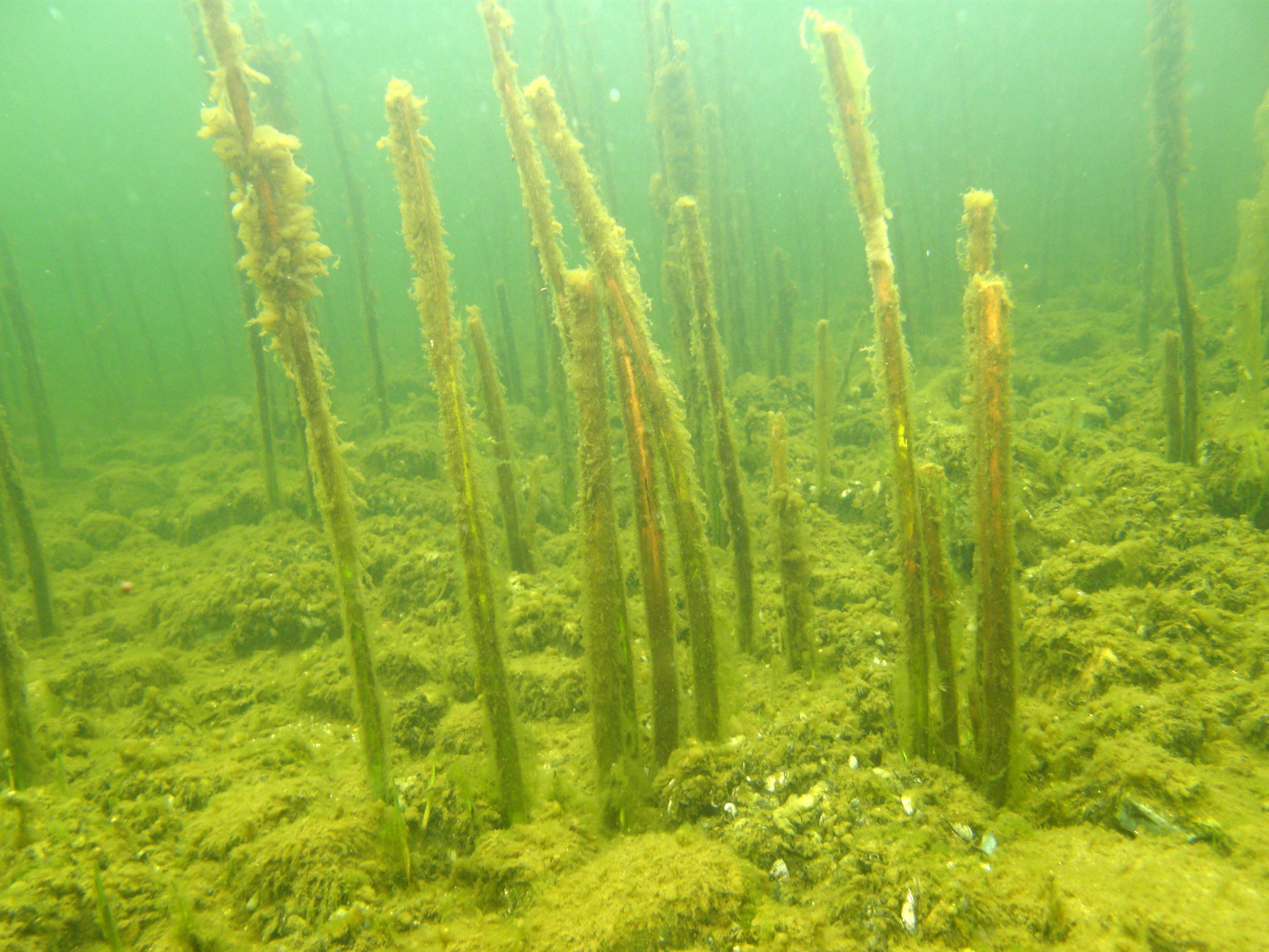 Hop søen – snorkling.dk