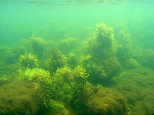 Tangen bliver holdt udstrakt op i vandet af luftblære i bladene