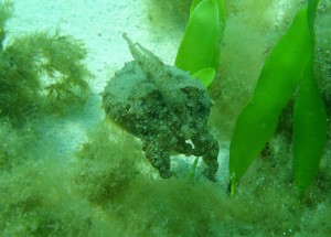10-armet blæksprutte, sepia., i Middelhavet.