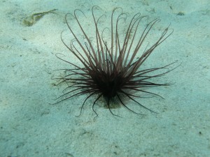 Fin søanemone, der lever nedgravet i sandbunden.