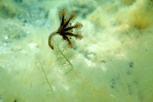 Bægergople, stauromedusaBægergople, stauromedusa