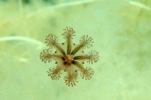 Bægergople, stauromedusa