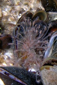 Der findes flere forskellige arter af køllepolypper (hydroider). En af de almindeligste arter ses ofte sammen med muslinger og har meget flotte lyserøde "knobber".