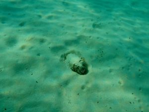 En ti-armet blæksprutte lurer i sandet i Adriaterhavet