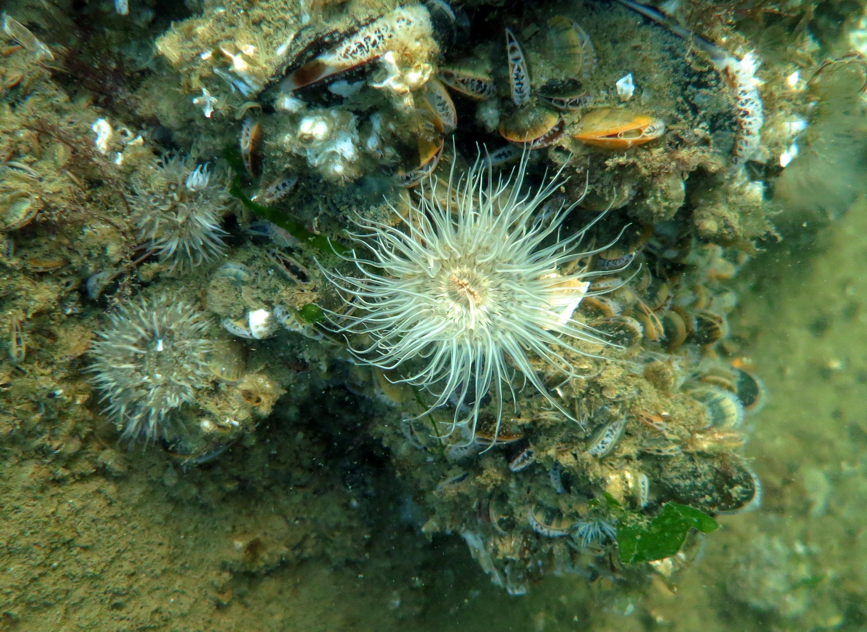 Du kan se flotte søanemoner på lavt vand