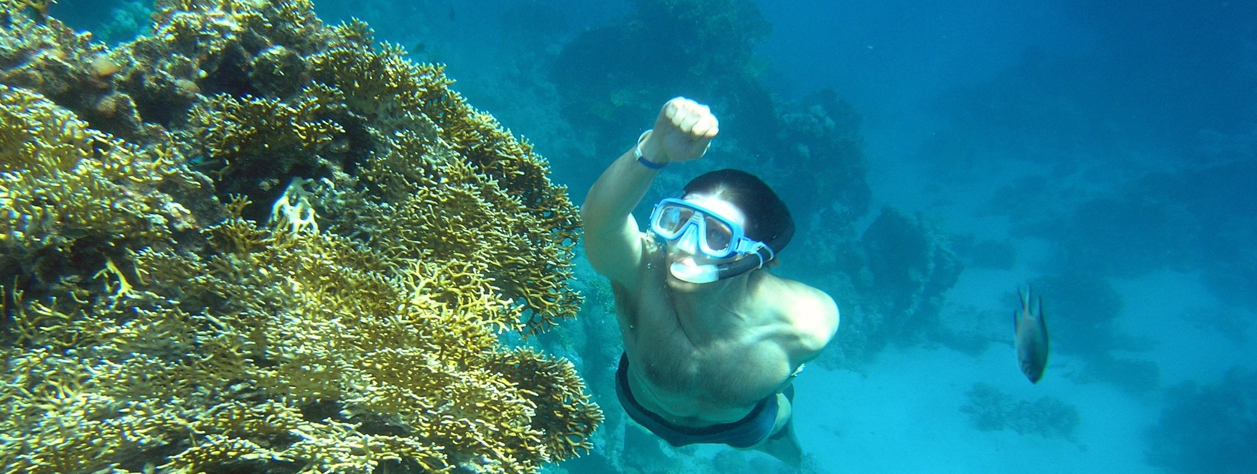 snorkling i Rødehavet