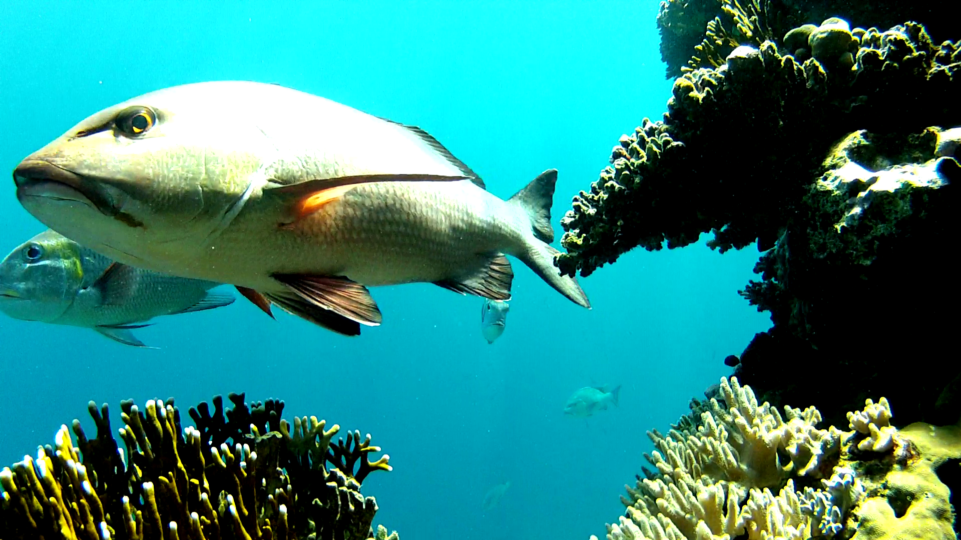 Et kamera har stået på koralrevet i Rødehavet i et par timer og optaget fiskenes aktivitet