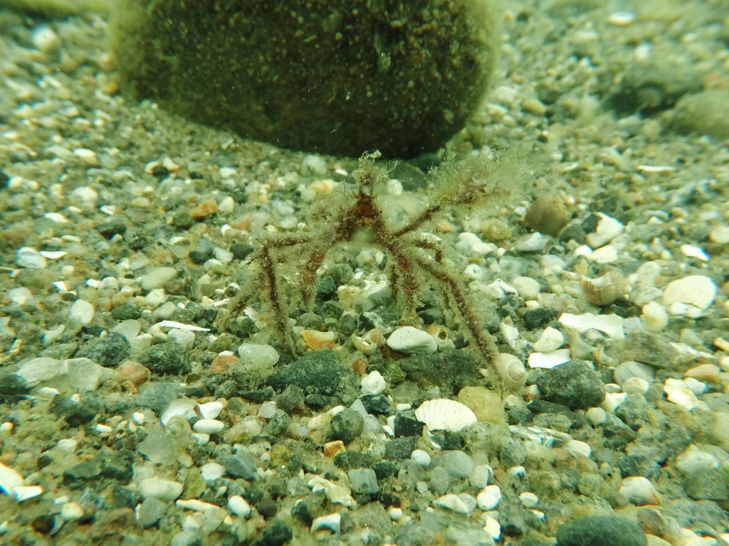 en stankelbenskrabbe i Kattegat på en snorkletur