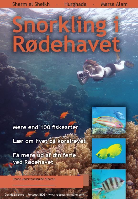 Snorkling i Rødehavet - fisk ved koralrevet i Sharm el Sheikh, Hurghada og Marsa Alam