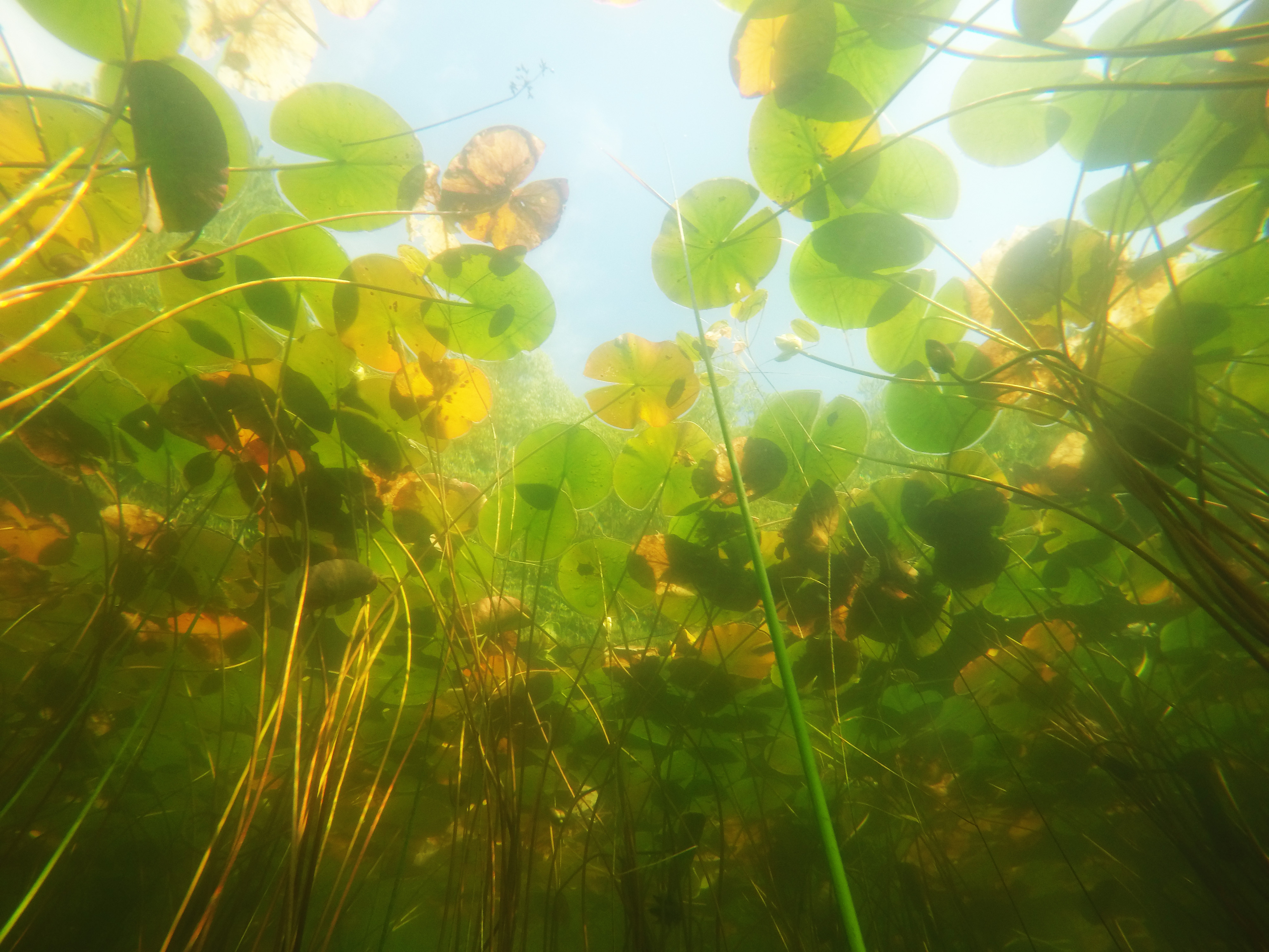 Du kan se åkander ved snorkling i Rubinsøen, Bornholm