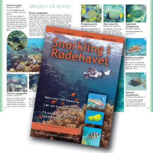 snorkling i Rødehavet - om koralrevets fisk i Sharm, Hurghada, Marsa Alam