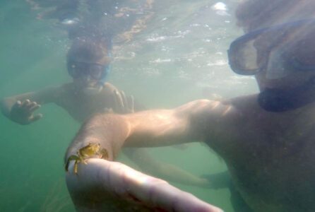 strandkrabbe svømmer op fra bunden og sætter sig på hånden, hvor den bliver siddende mens jeg svømmer videre