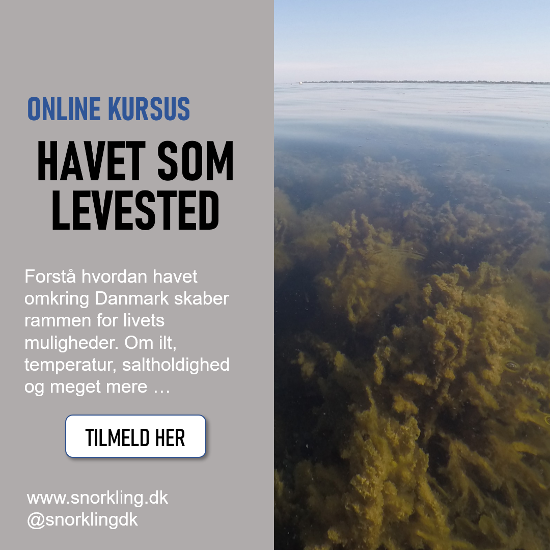 online kursus - havet omkring Danmark som levested