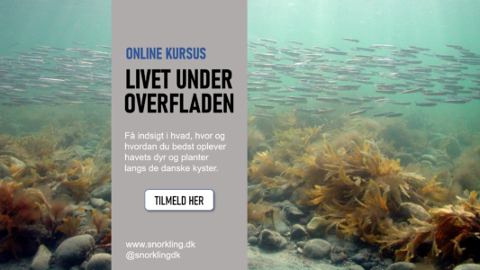 online kursus: livet i havet
